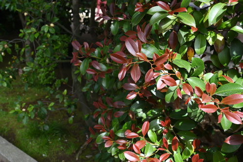 榊の木,葉が赤い