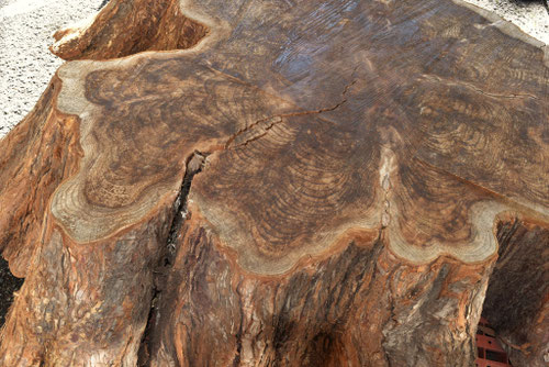 メタセコイア,めたせこいあの木