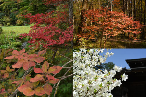 紅葉がきれいな植物