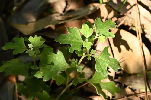 竜脳菊,植物