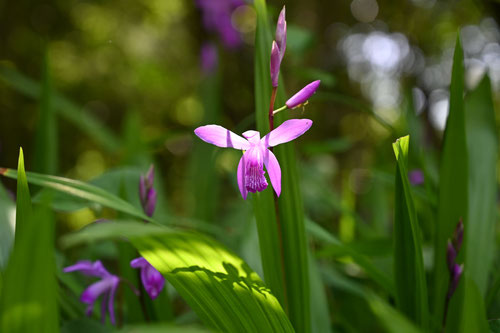 Bletilla/Chinese ground orchid