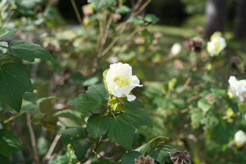 ９月に咲く白い花,木