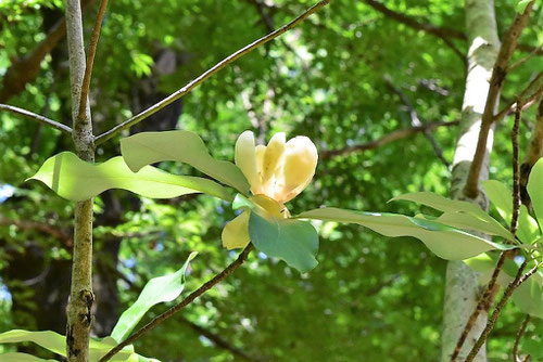 ヒメタイサンボクの花,画像,ひめたいさんぼく