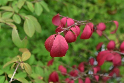 小真弓,植木,黄葉,こまゆみ