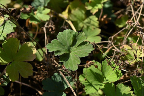 げんのしょうこ,植物