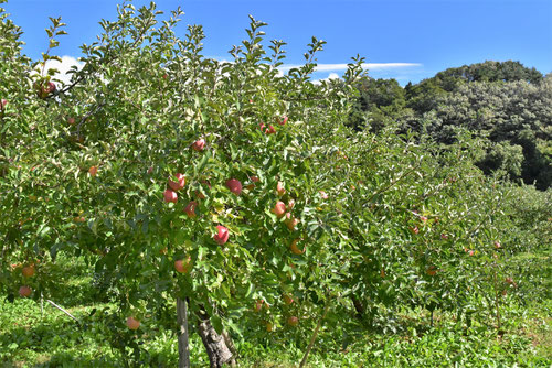 apple tree