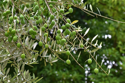 塩害に強い樹種一覧