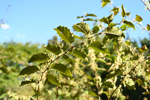 虎杖,植物,果実,種子,いたどり,イタドリ