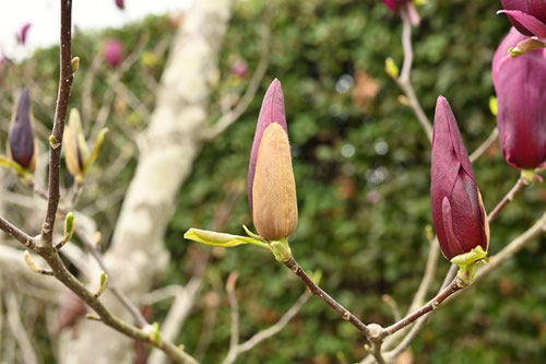 シモクレンの花,しもくれん,木蓮,植物