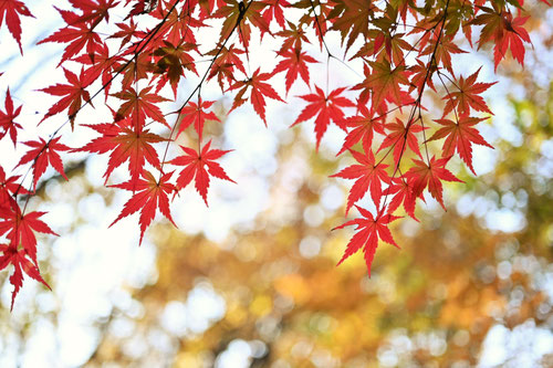 イロハモミジの木の紅葉,いろはかえで,写真