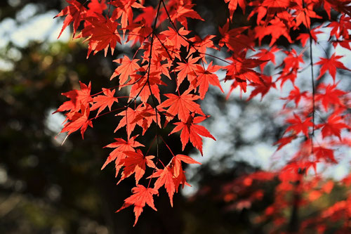 イロハモミジの木の紅葉,いろはかえで,写真