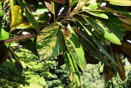 泰山木,Southern magnolia,variety