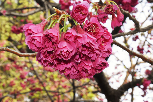 寒緋桜,八重かんひざくら,花,カンヒザクラの木