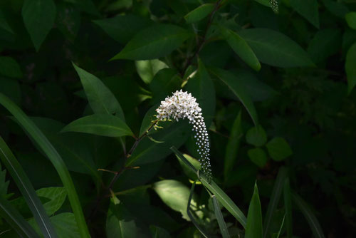 おかとらのお,植物,オカトラノオ