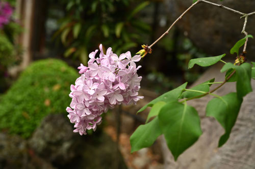 ライラックの木,らいらっく,植物,特徴