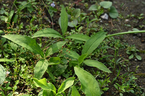からすびしゃく,野草,烏柄杓