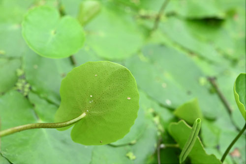 植物図鑑,あさざ,アサザ