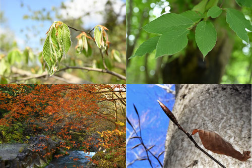 どんぐりの木,一覧,種類