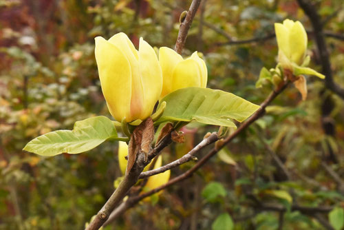 花が黄色い木蓮