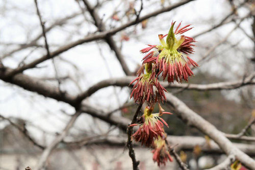 フサザクラ,ふさざくら,画像,花