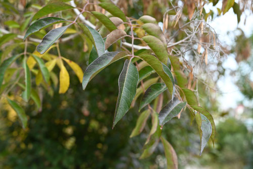 シマトネリコ,しまとねりこのき