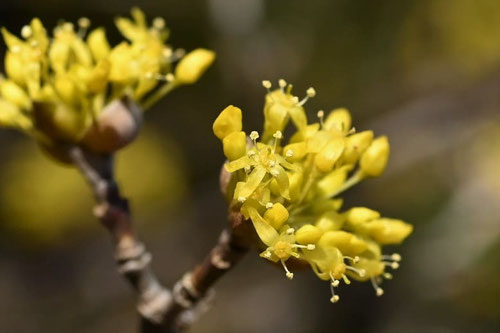 山茱萸,開花時期,サンシュユ