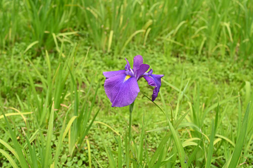 濃紺の花