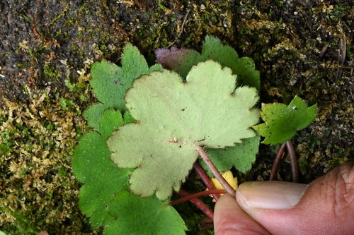 Saxifraga fortunei