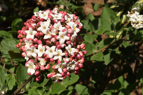 ときわがまずみの木の花,トキワガマズミ