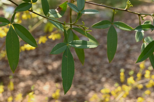 冬山椒の木の葉