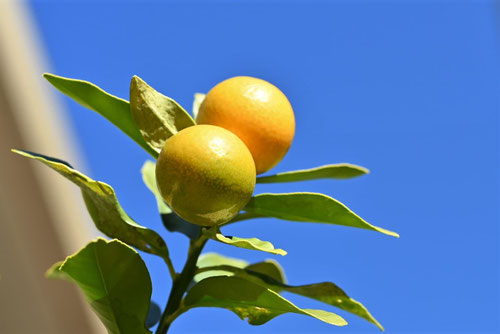 柑橘類は海岸近くで育ちますか