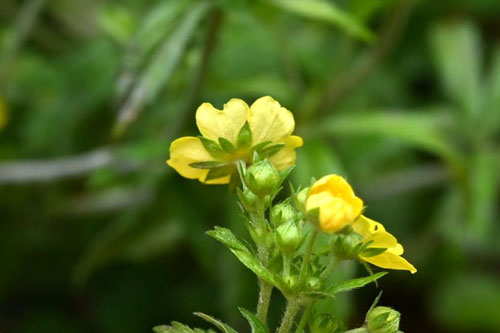 おへびいちご,オヘビイチゴ,植物