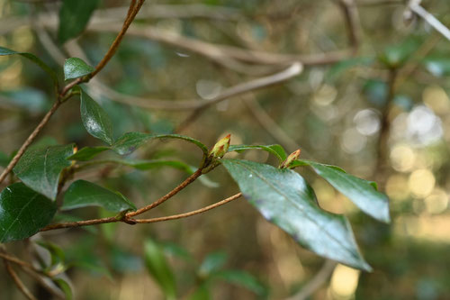 桜躑躅,植物,さくらつつじ