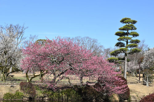 ウメ,うめ,梅の木の花,ピンク