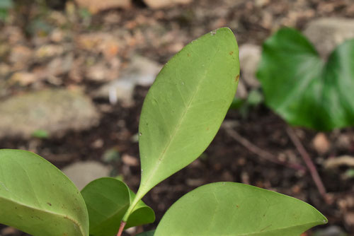 もくれいし,植物,モクレイシ