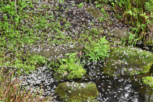 ウミテラシ,花,ヒトツバタゴ,ひとつばたご
