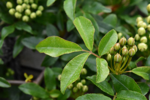 モッコウバラの葉っぱ,木香薔薇