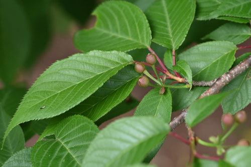 Japanese wild cherry tree