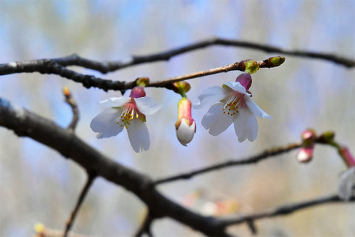 豆桜,まめざくら,特徴,マメザクラ