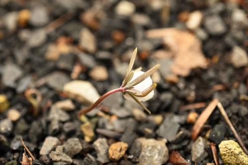 Winter aconite