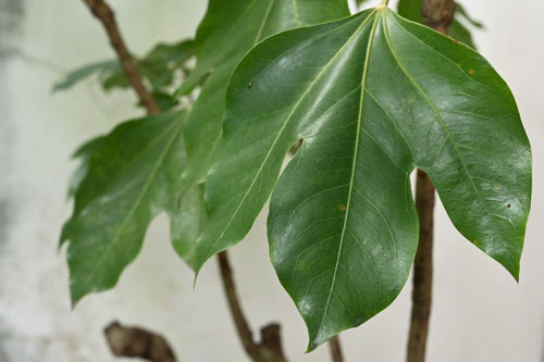 カクレミノ,かくれみの,樹木,隠れ蓑