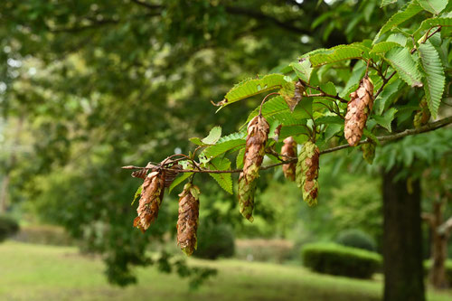 Japanese hornbeam,fruits,picture