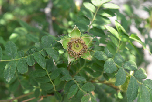 サンショウバラ（山椒薔薇） - 庭木図鑑 植木ペディア