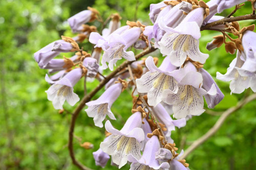 桐の花,きり