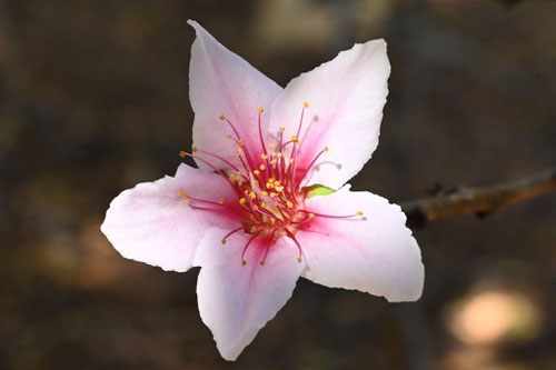 桃の木の花,植物図鑑,もも,peach tree
