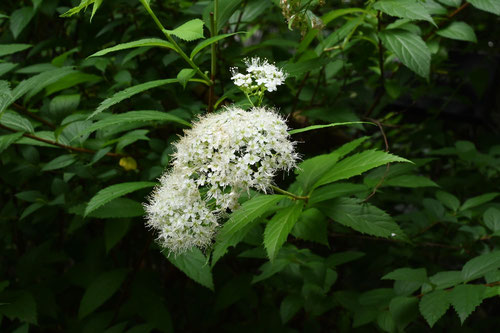 白い花の下野