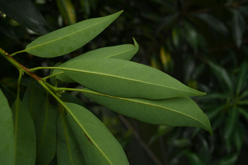 イジュ,姫椿,玉椿,植物