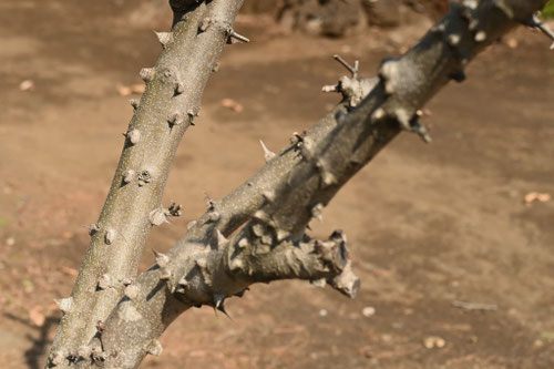 冬ザンショウ,ふゆざんしょう