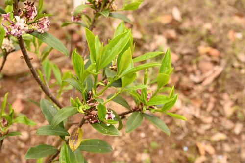 ジンチョウゲ,沈丁花,植木,じんちょうげ