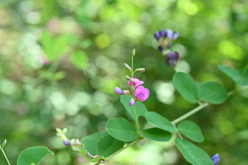 山萩の木の花,やまはぎ